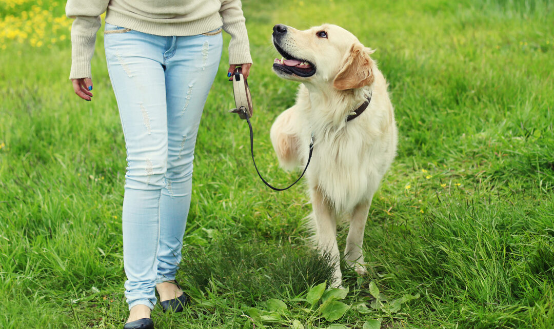 A woman walks with her Golden Retriever on a leash for the setting-training-goals blog.