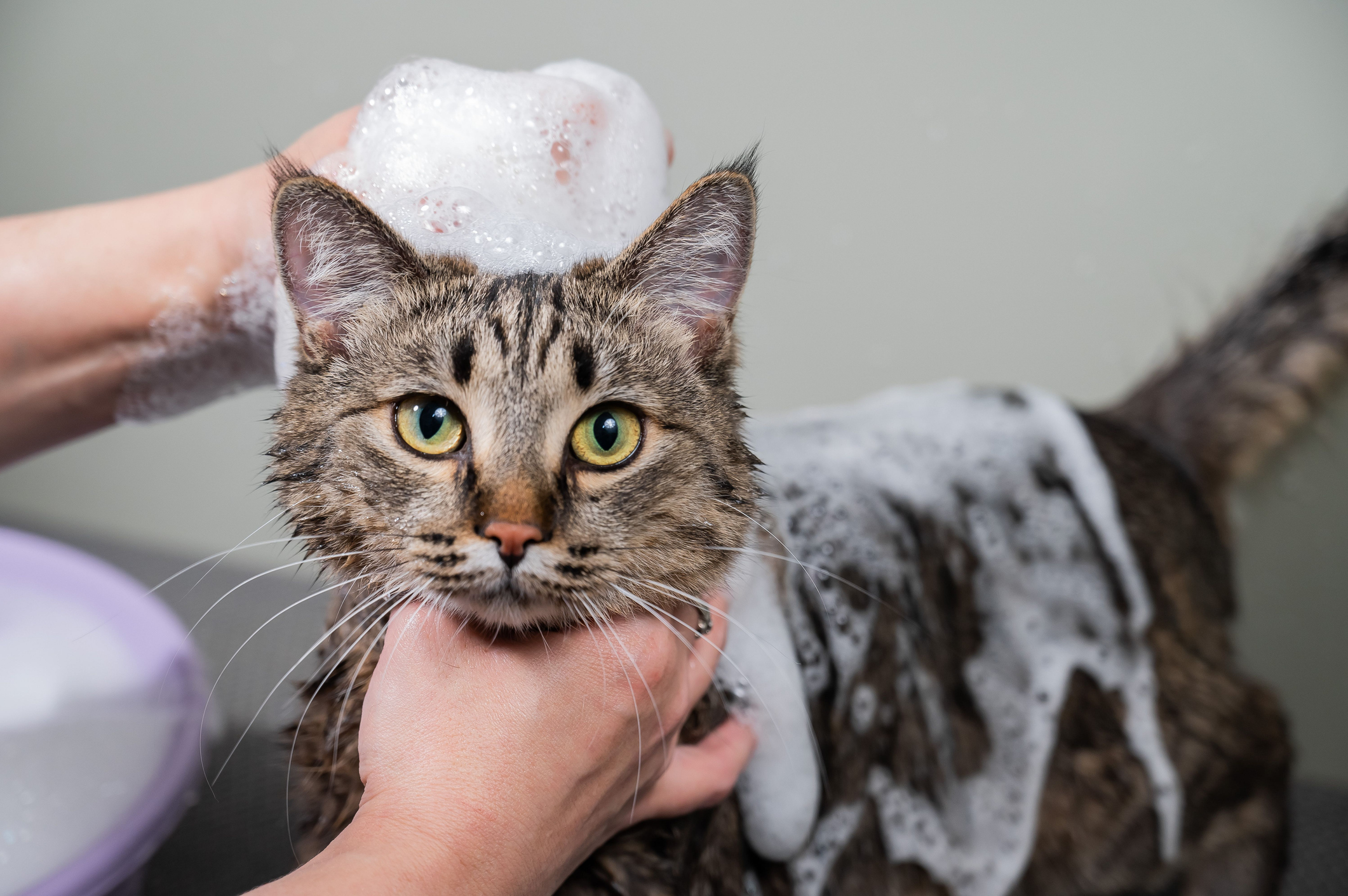 pet grooming converse tx