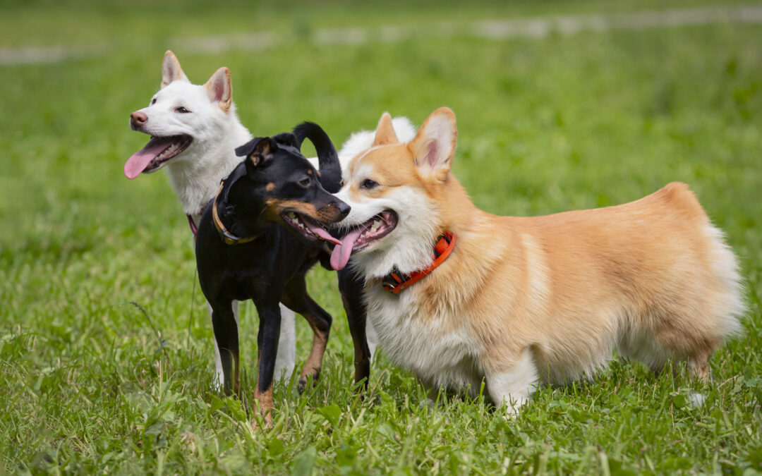 Three dogs including a Welsh Corgi and a Shiba Inu play in a clearing for the keep-your-dog-thriving blog.