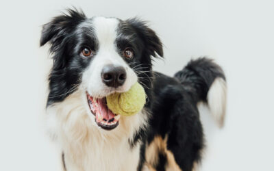 How to Make Your Pet’s First Dog Boarding Experience Stress-Free