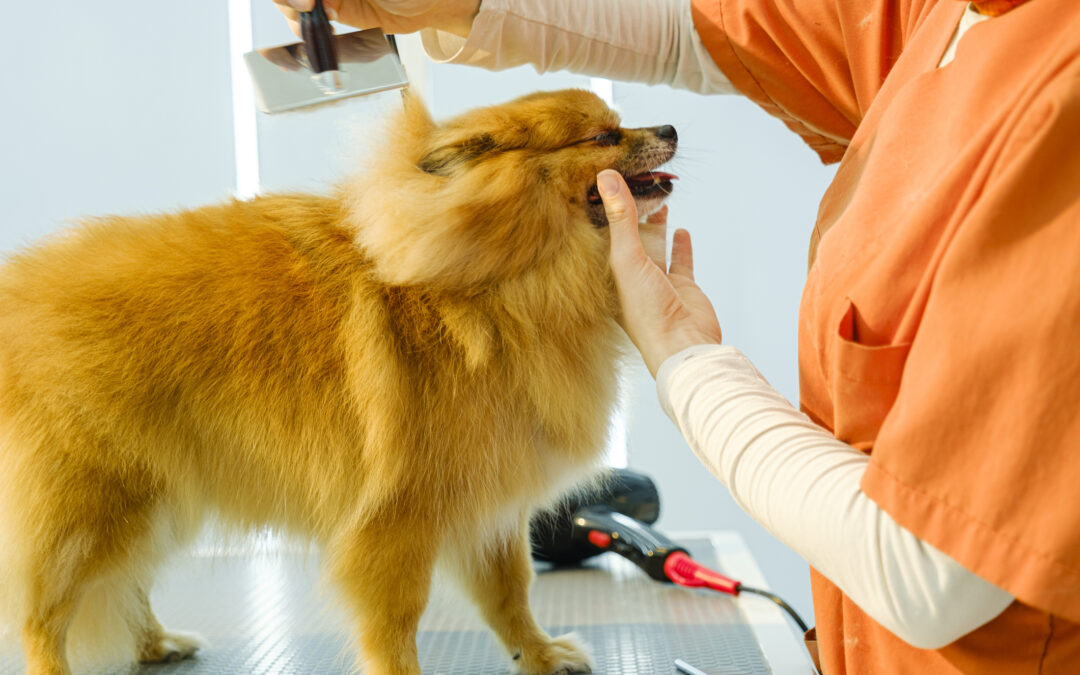 A Pomeranian dog being groomed for spring-shedding-season blog.