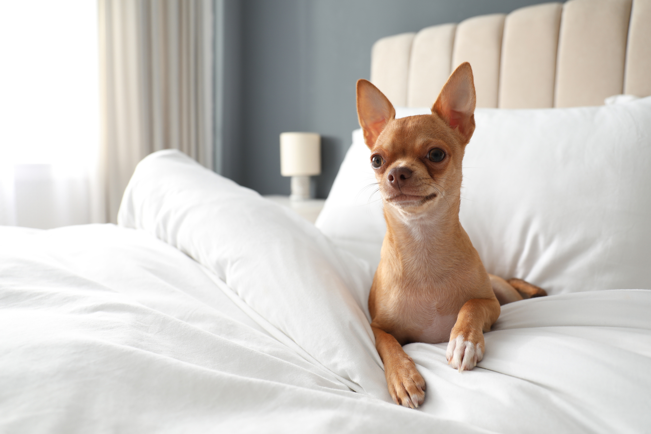 Dog in bed at pet-friendly hotel in San Antonio, TX