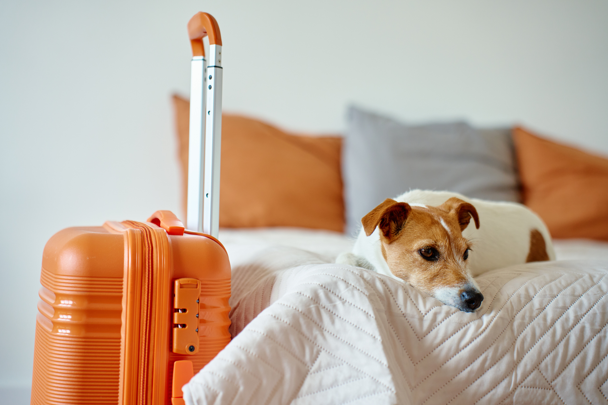 Jack Russell Terrier dog lying on bed near orange suitcase