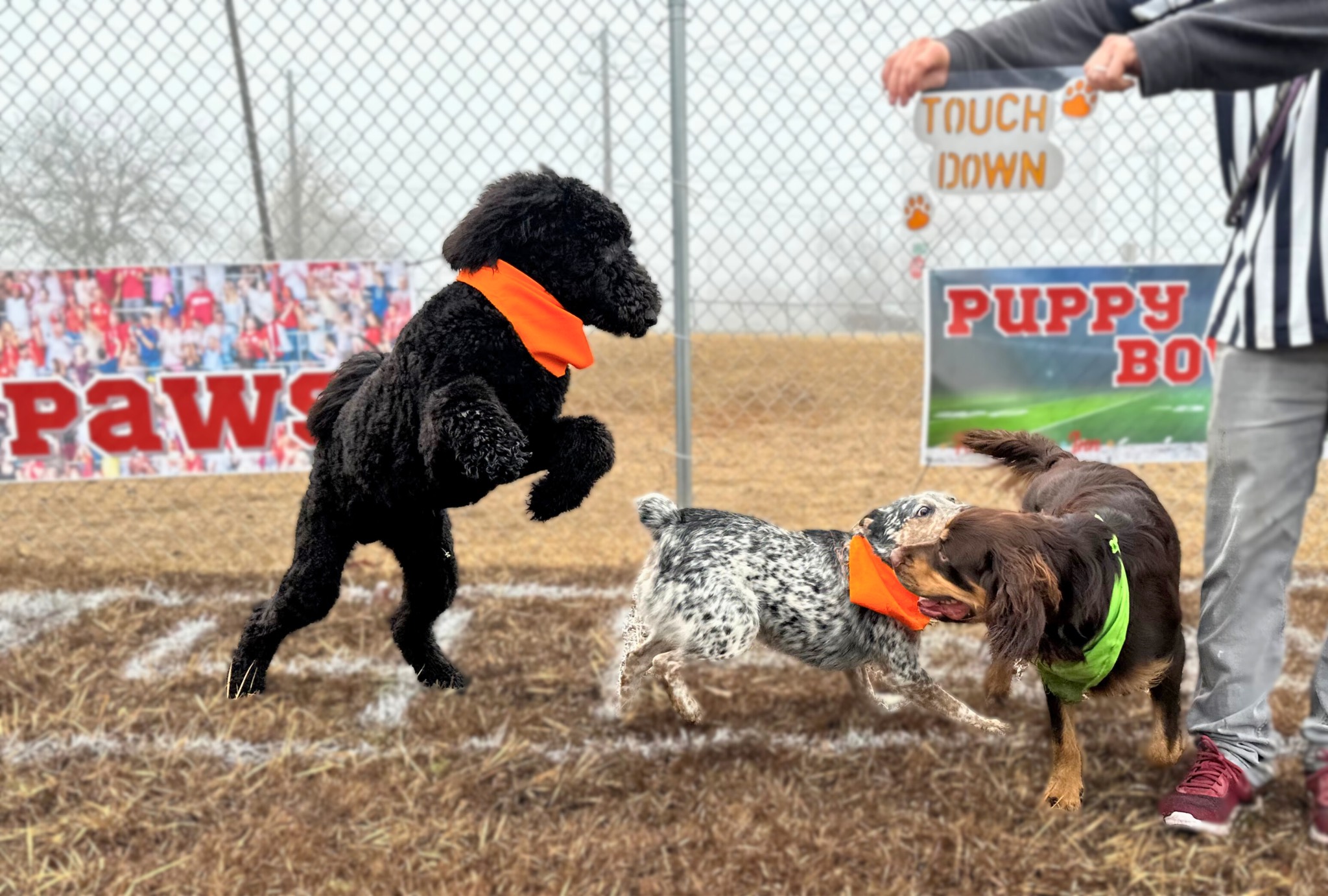 Dogs playing at Puppy Bowl at Four Paws Inn