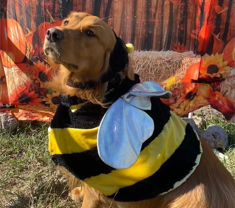 Dog dressed in bumblebee costume at Four Paws Inn