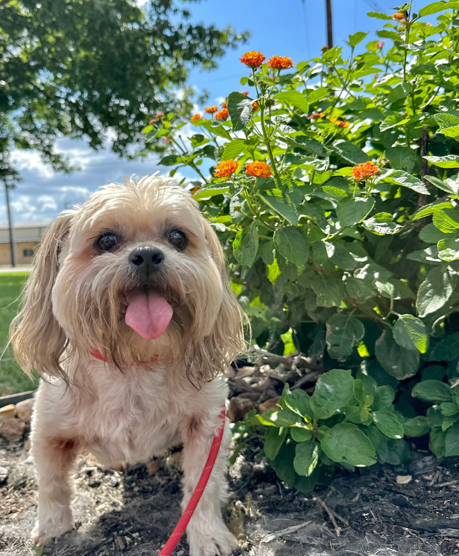 Dog in front of flower bush