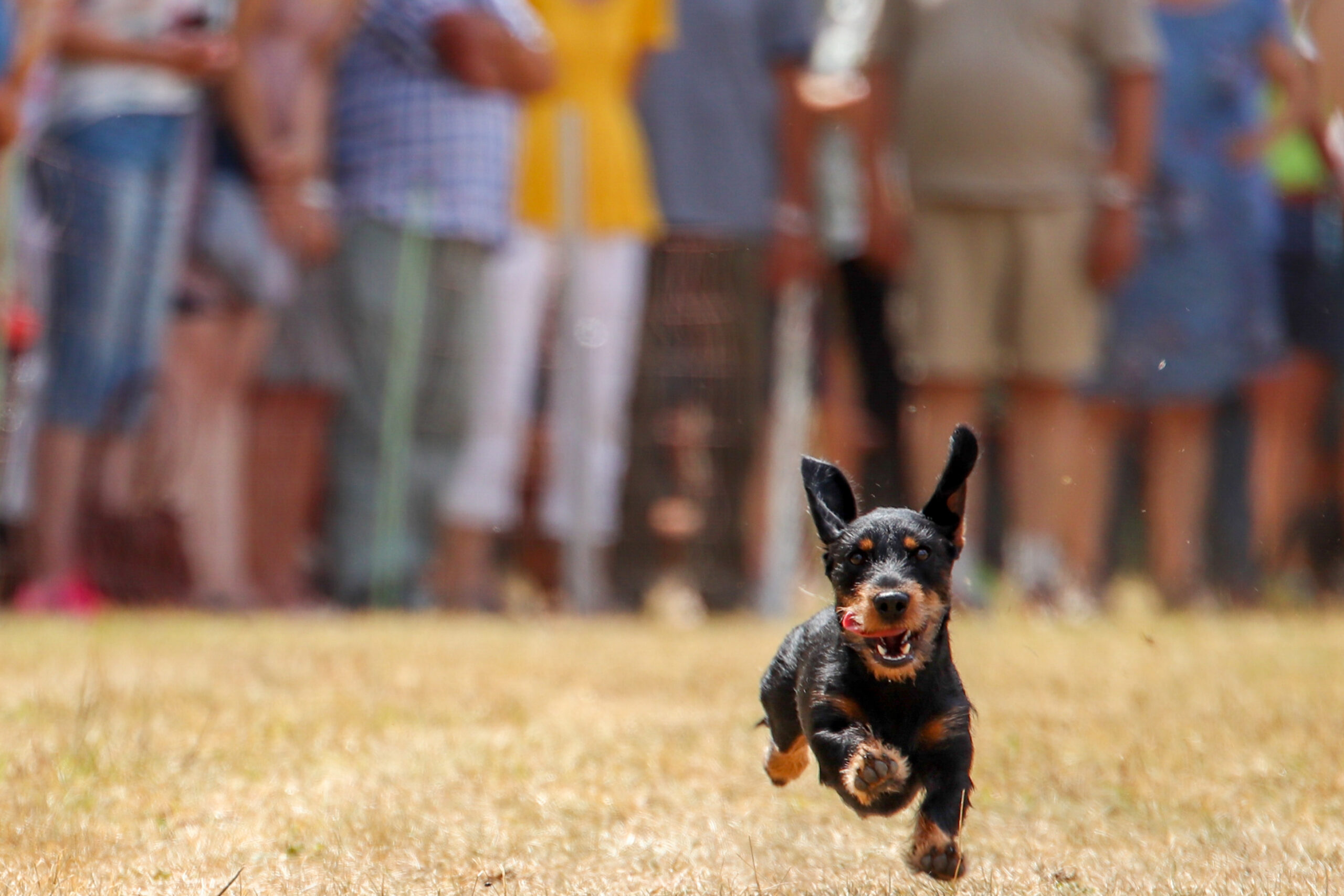 Dachshund running in grass for race