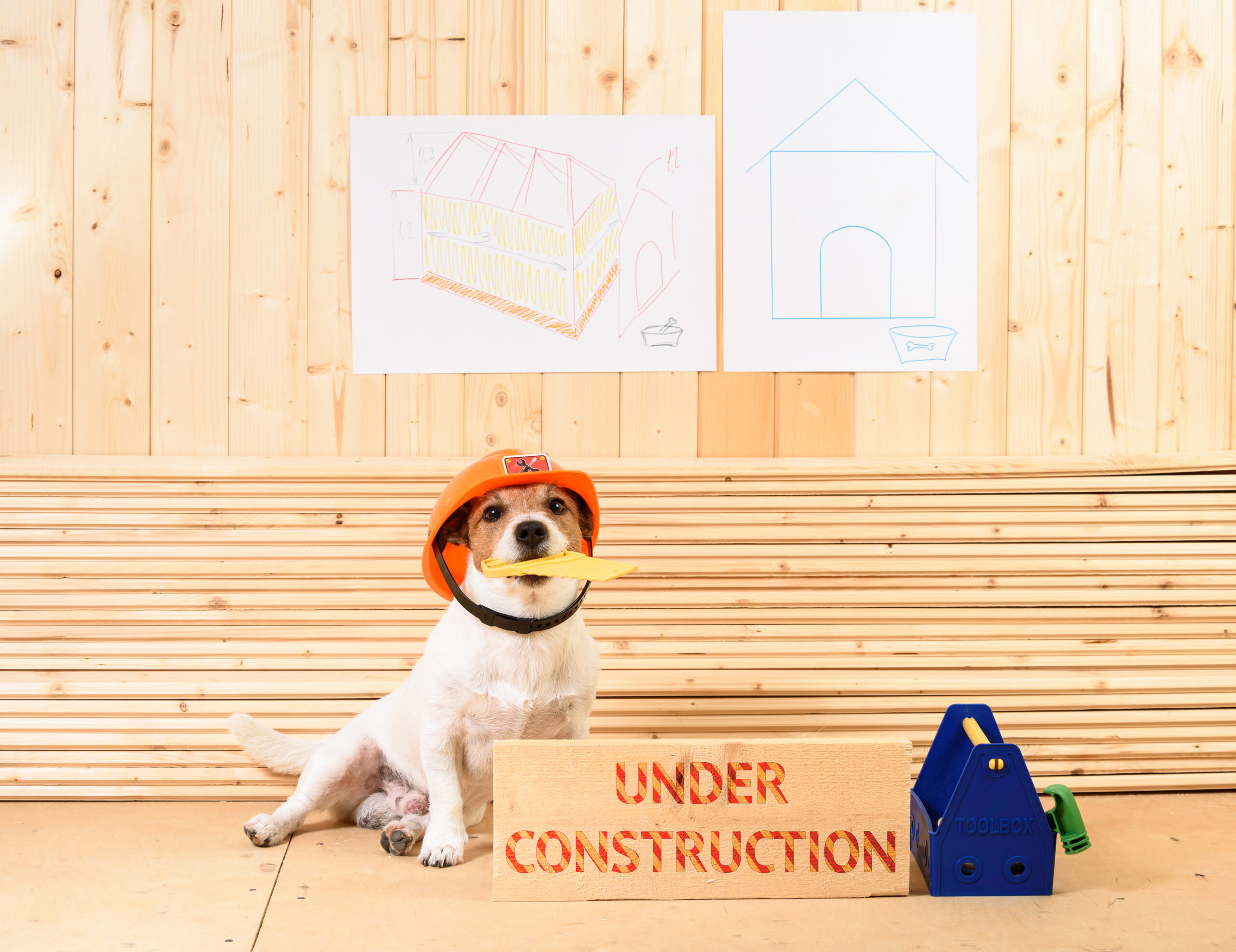 Jack Russell Terrier dog as funny carpenter at construction site