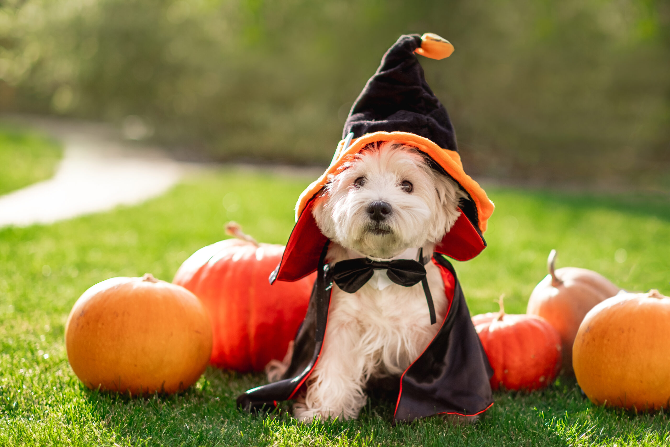 Funny West Highland White Terrier dog decorated with photo props sits near orange pumpkins, at home.