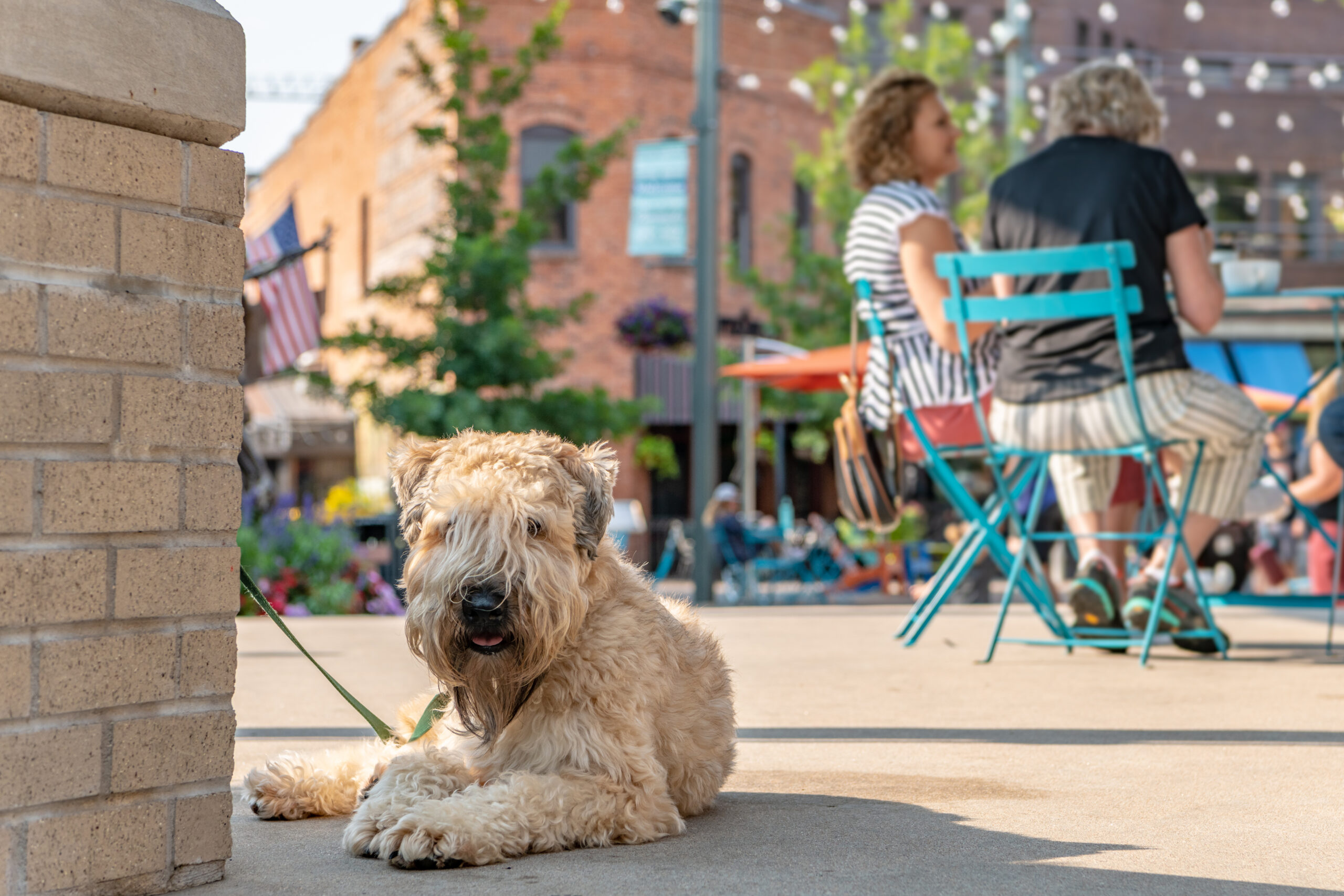Cute dog resting in next to restaurant tables outside on patio