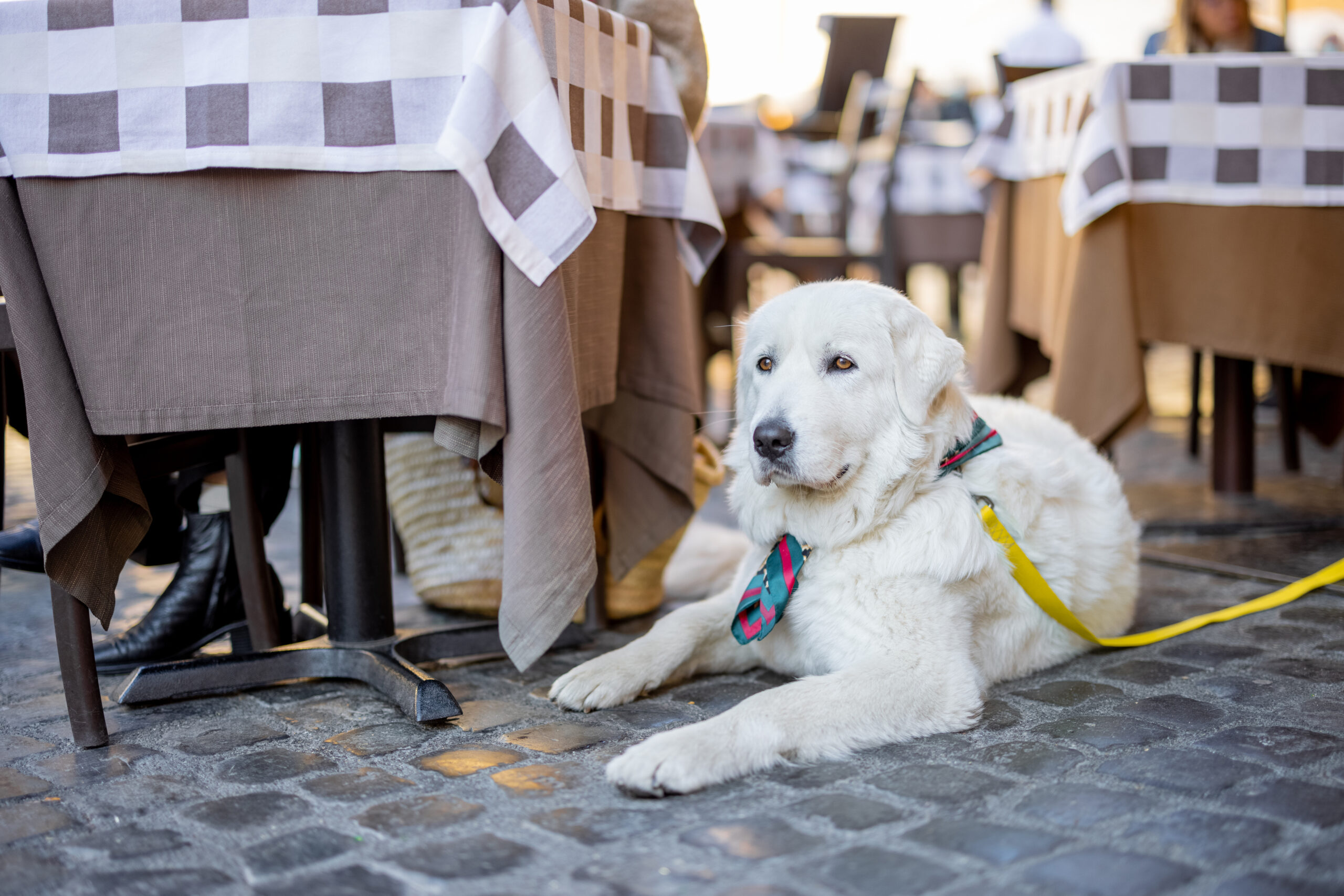 White dog laying on restaurant patio