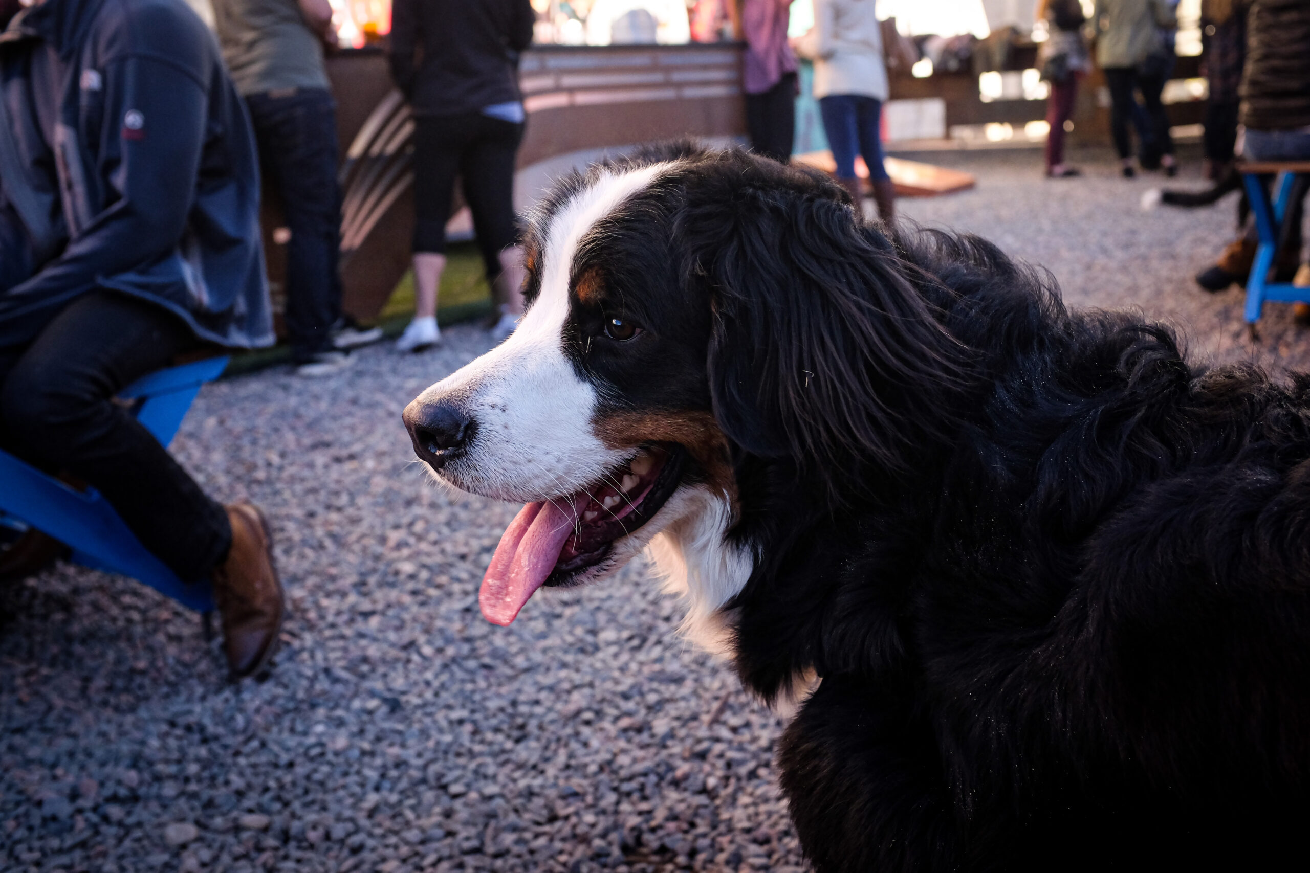 Burmese Mountain dog at beer garden