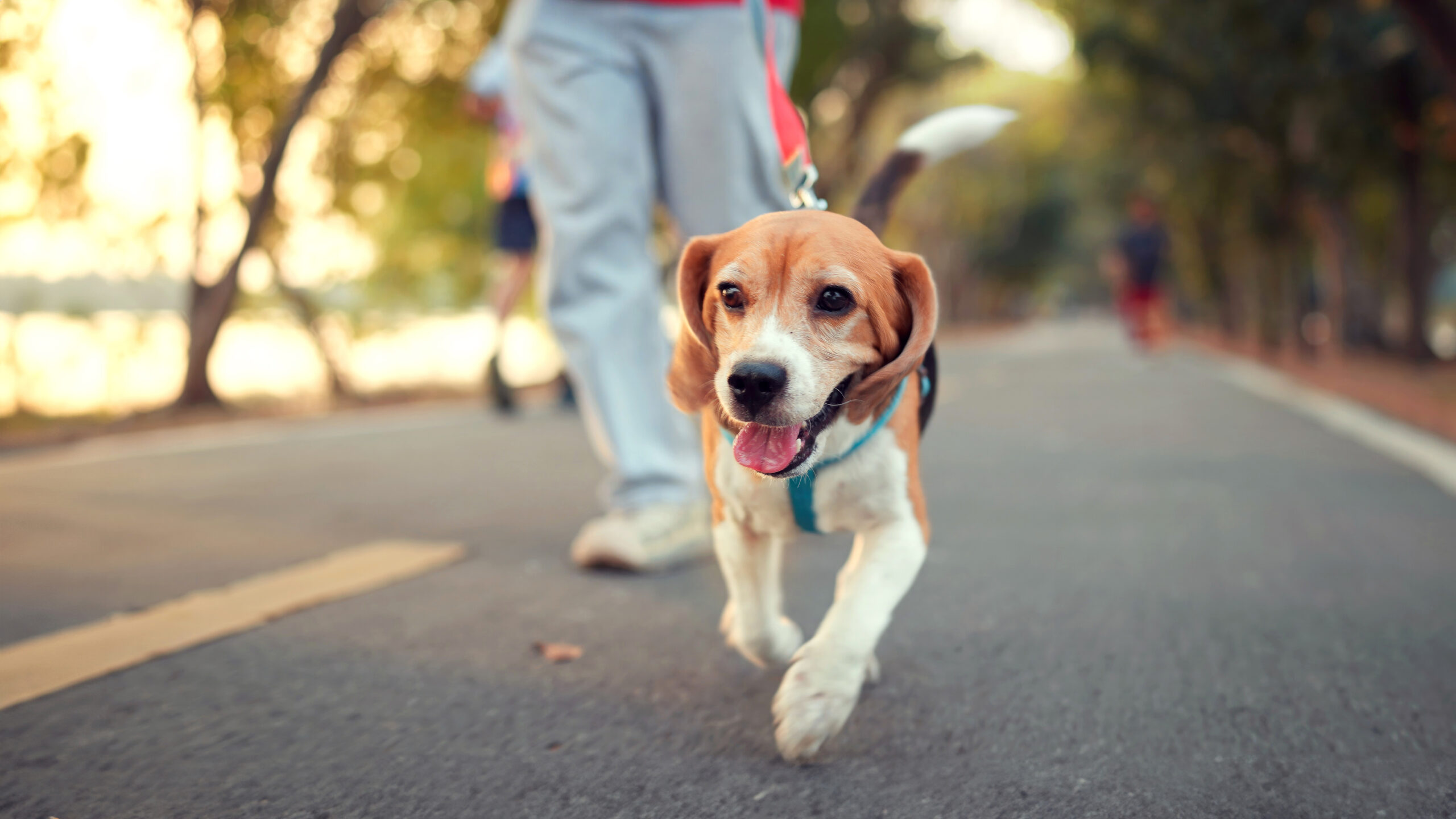 Happy beagle dog walking with male owner at park in morning.