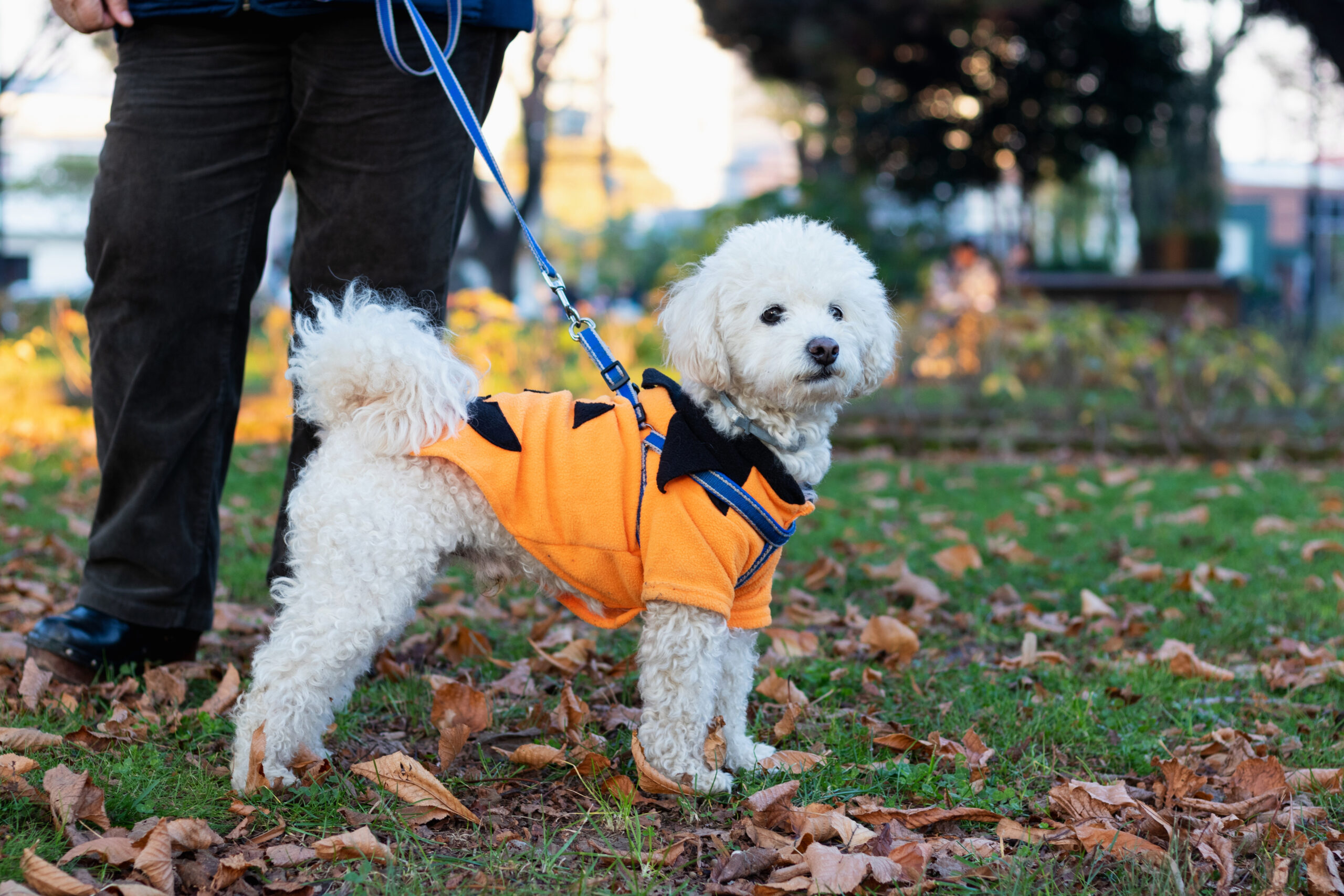 a clothed poodle dog walks in the park