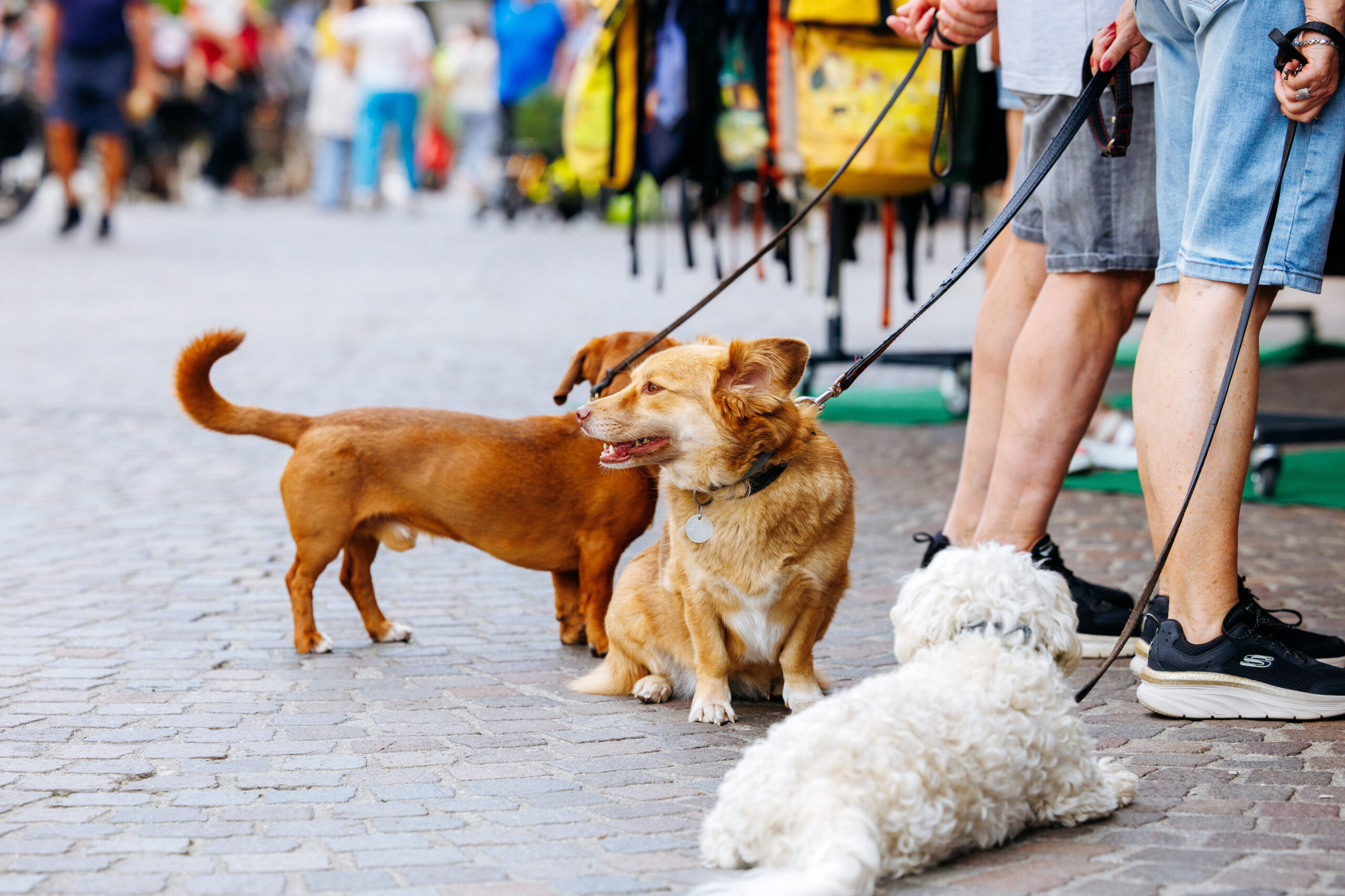 Three dogs of different breeds are enjoying a sunny day at a pet-friendly outdoor market, showcasing their playful nature and vibrant surroundings