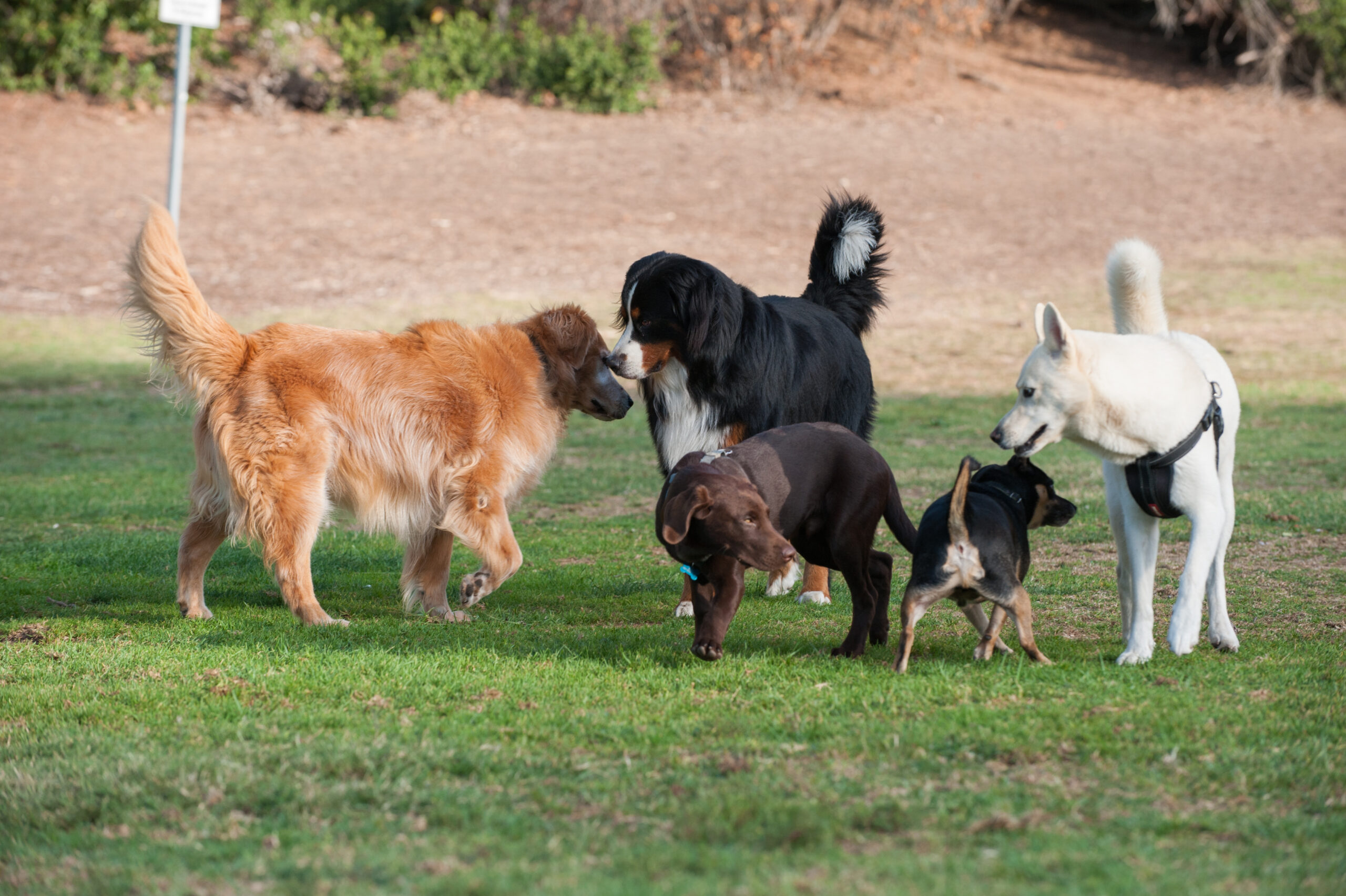 Group of dogs getting acquainted by smelling each other.