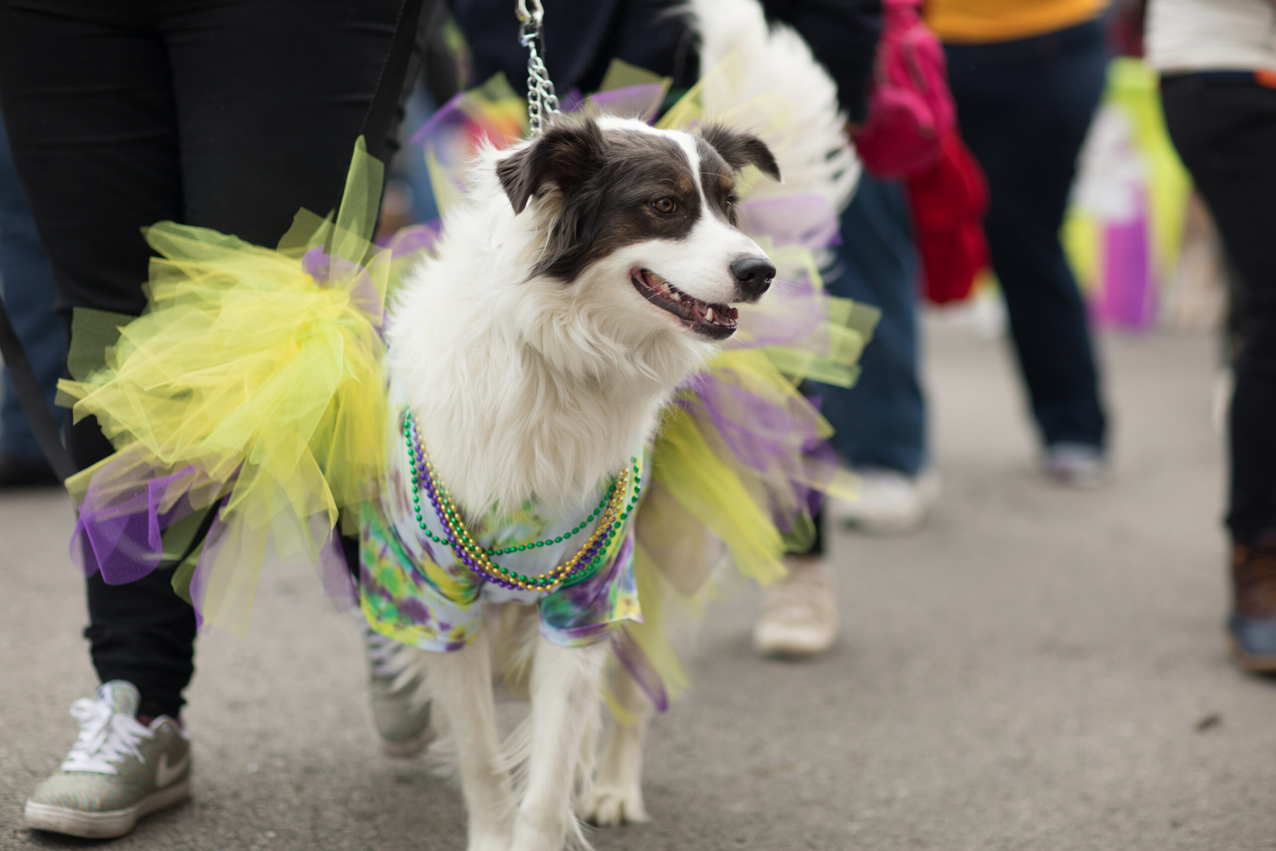 Dog wearing colorful tutu in dog parade