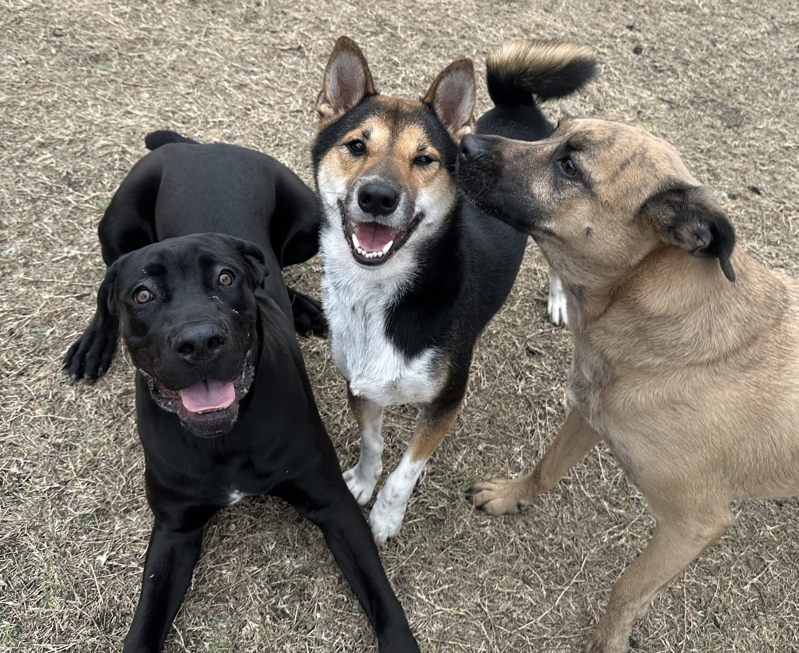 Group of three excited dogs at Four Paws Inn near Schertz, TX