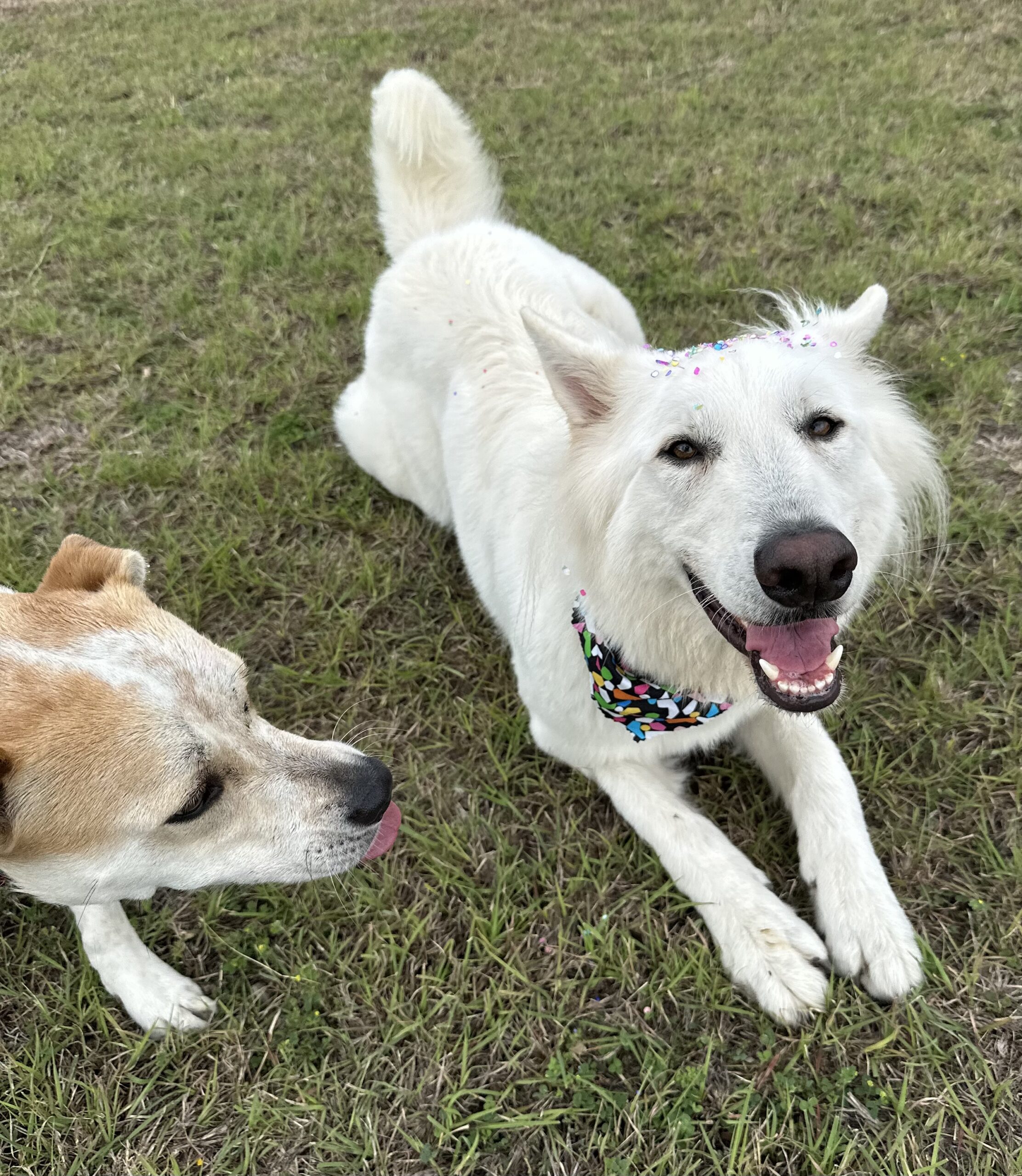 Happy white dog smiling with confetti on head and birthday bandana at Four Paws Inn near Schertz, TX