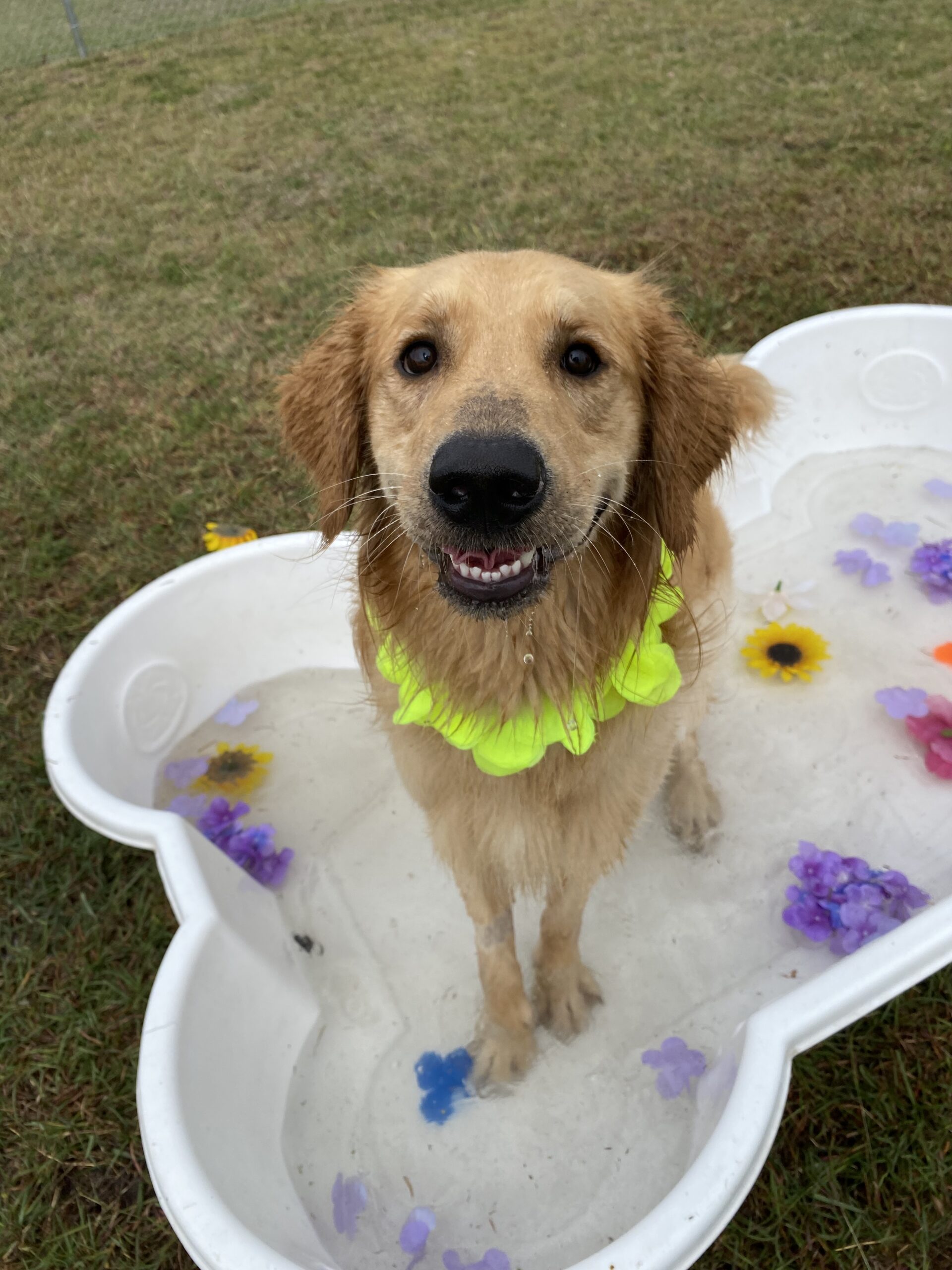 Yellow lab standing in dog pool with flower petals at Four Paws Inn near Schertz, TX
