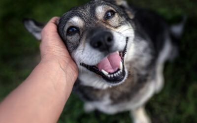 How to Choose the Best Pet Resort Near San Antonio: What Quality Care Really Looks Like