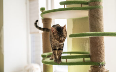 Cat Boarding in San Antonio: How Our Feline Friends Benefit, Too